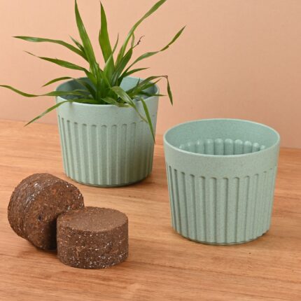 Romano 6" with growmix