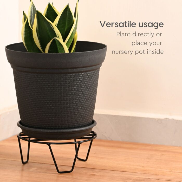 Aurra with black stand